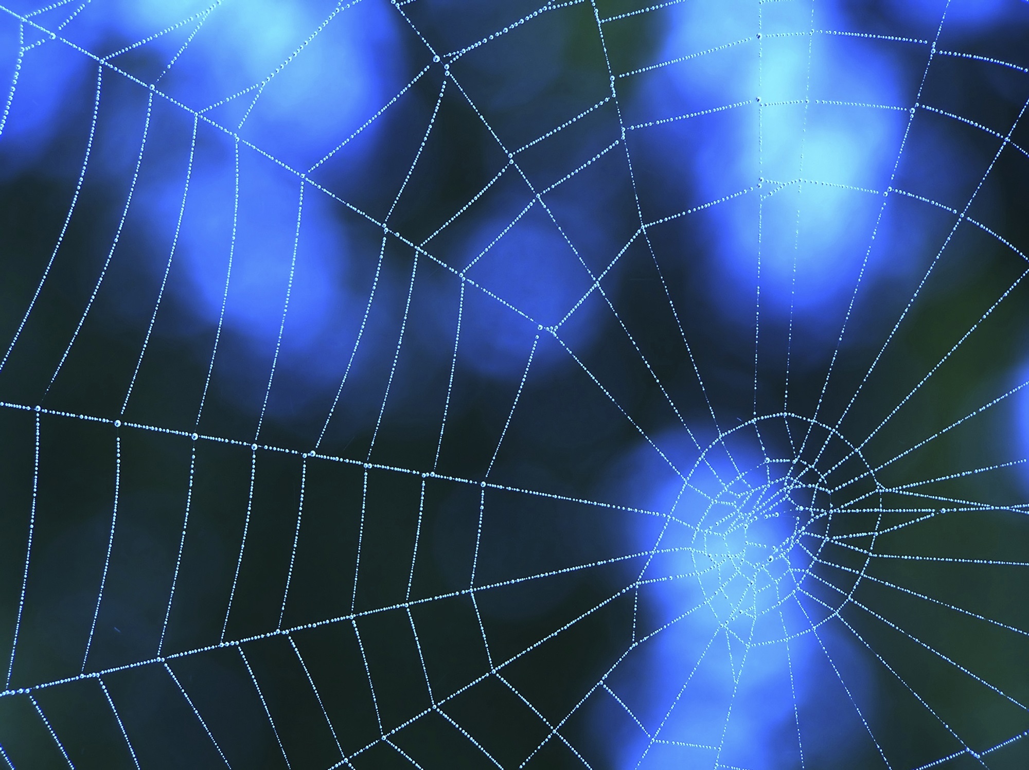 Foto van spinnenweb