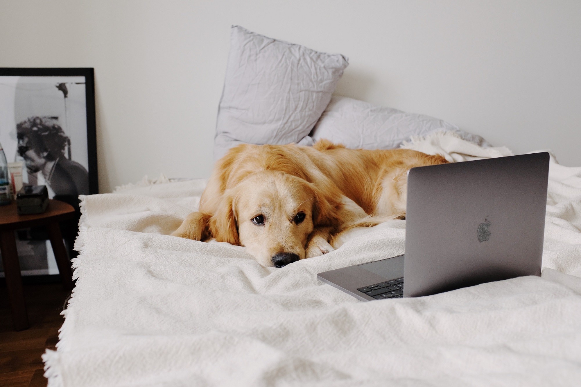 Picture of dog with laptop