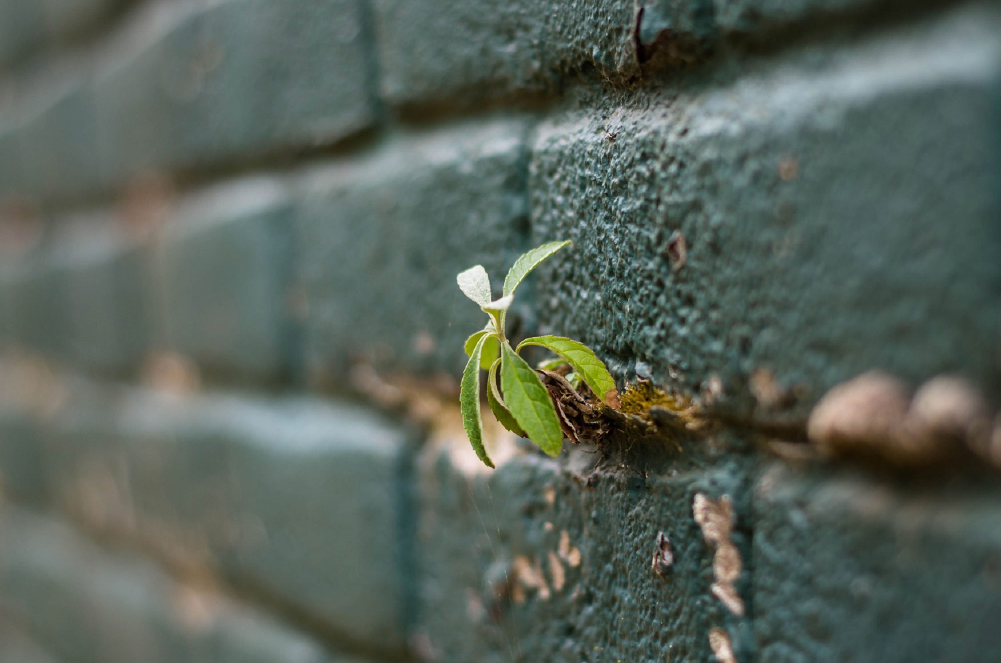 Foto van plantje dat op muur groeit